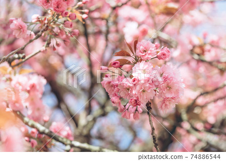 Sakura flowers in bloom 74886544