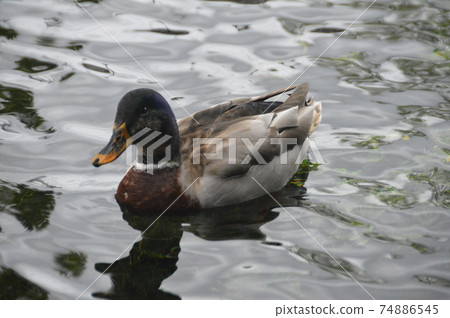 鴨（Wakutamaike富士山本宮淺草大社/靜岡縣富士宮市宮町1-1） 74886545