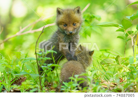 Children of Kita fox Children of Kita fox 74887005