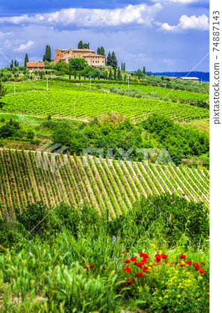 wineyards of Tuscany, Italy wineyards of Tuscany, Italy 74887143