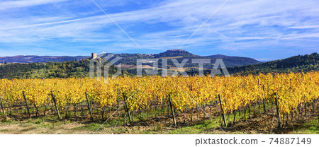 Golden vineyards. Beautiful fields of grape in autumn colors. Tuscany, Italy Golden vineyards. Beautiful fields of grape in autumn colors. Tuscany, Italy 74887149