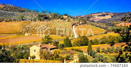 Golden vineyards. Beautiful Tuscany landscape in autumn colors. Italy Golden vineyards. Beautiful Tuscany landscape in autumn colors. Italy 74887160