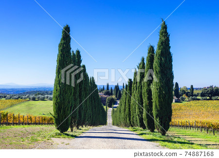 Traditional landscape of Tuscany - vineyards and cypresses. Italy Traditional landscape of Tuscany - vineyards and cypresses. Italy 74887168
