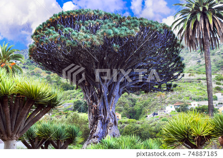 landmarks of Tenerife - famous Dragon tree in Icod de los Vinos, botanical garden landmarks of Tenerife - famous Dragon tree in Icod de los Vinos, botanical garden 74887185