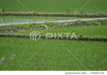 San Francisco 74887226