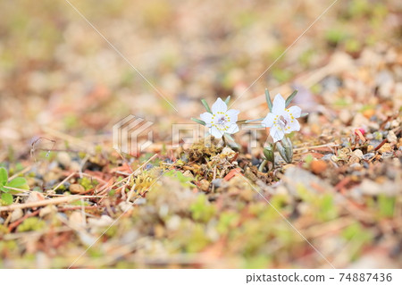 Setsubun herb flower 74887436