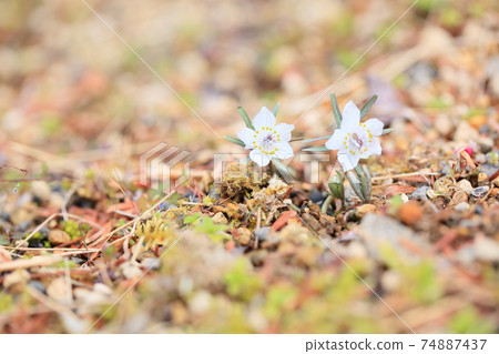 Setsubun herb flower 74887437