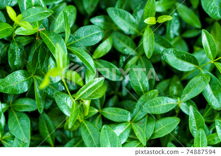 Catharanthus roseus. Cape Periwinkle. Bringht Eye, Indian Periwinkle. Rain Forrest Plants. Pinkle-pinkle Pink Periwinkle, Vinca. bright green periwinkle plants without flowers. Vegetable background Catharanthus roseus. Cape Periwinkle. Bringht Eye, Indian Periwinkle. Rain Forrest Plants. Pinkle-pinkle Pink Periwinkle, Vinca. bright green periwinkle plants without flowers. Vegetable background 74887594