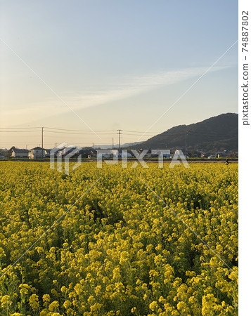 被油菜花治愈 被油菜花治愈 74887802