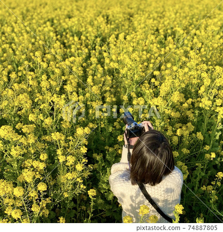 為可愛的油菜花而瘋狂 74887805