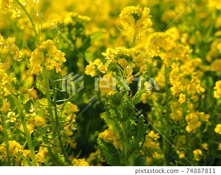 被油菜花治愈 74887811