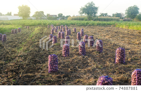 Bags of freshly harvested raw potatoes are in a farm field. Harvesting tuber crops. Farming and growing food. Collection, packaging and transportation. Agroindustry and agriculture production. Bags of freshly harvested raw potatoes are in a farm field. Harvesting tuber crops. Farming and growing food. Collection, packaging and transportation. Agroindustry and agriculture production. 74887881