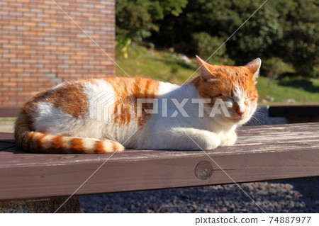 Take a break on a popular cat bench at Cape Ashizuri (Tosashimizu City, Kochi Prefecture) Take a break on a popular cat bench at Cape Ashizuri (Tosashimizu City, Kochi Prefecture) 74887977