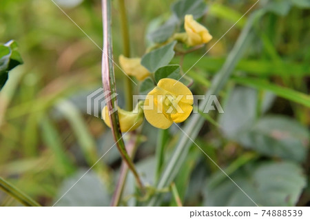 野月花 野月花 74888539