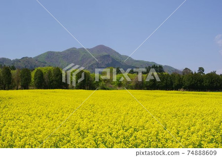Scenery of Iwate Rape field in Yahaba Town Sumiyama Sunflower Park 74888609