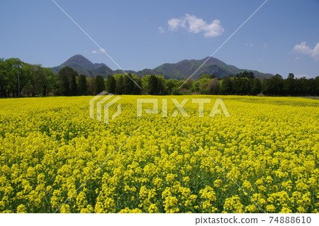 Scenery of Iwate Rape field in Yahaba Town Sumiyama Sunflower Park Scenery of Iwate Rape field in Yahaba Town Sumiyama Sunflower Park 74888610