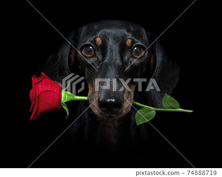 valentines dog with rose in mouth 74888719