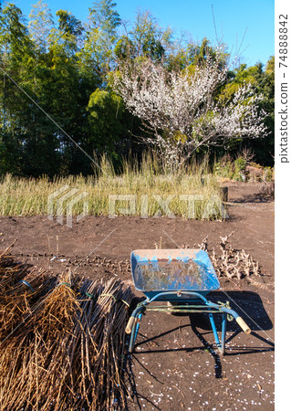 White plum and blue sky 74888842