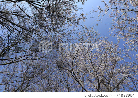 Cherry Blossoms Yoshino cherry tree Cherry Blossoms Yoshino cherry tree 74888994