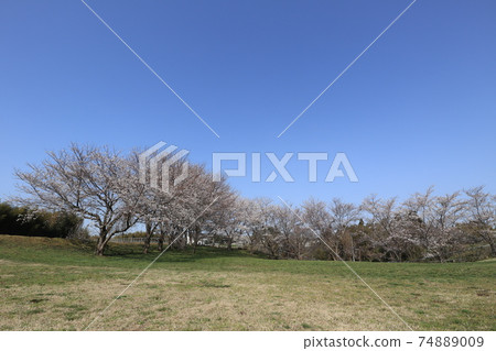 Cherry Blossoms Yoshino cherry tree 74889009