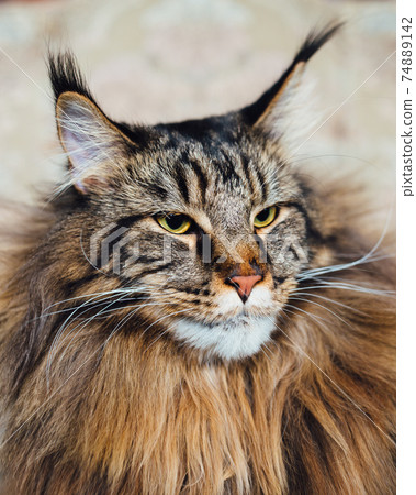 Maine Coon cat, close-up view 74889142