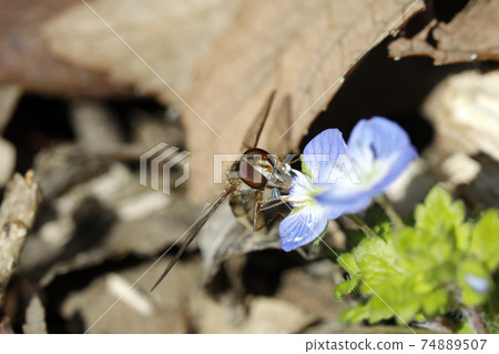 Marmalade hoverfly and Persian speedwell flowers Marmalade hoverfly and Persian speedwell flowers 74889507