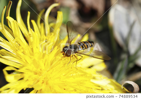 Marmalade hoverfly and common dandelion 74889534