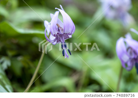 Katakuri flowers 74889716