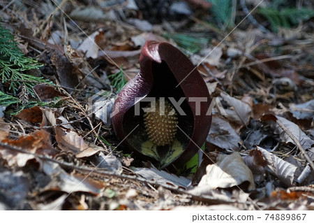 2月Koshu 57臭鼬白菜(Zazenso),天南星科,玉宮Zazenso公園 2月Koshu 57臭鼬白菜(Zazenso),天南星科,玉宮Zazenso公園 74889867