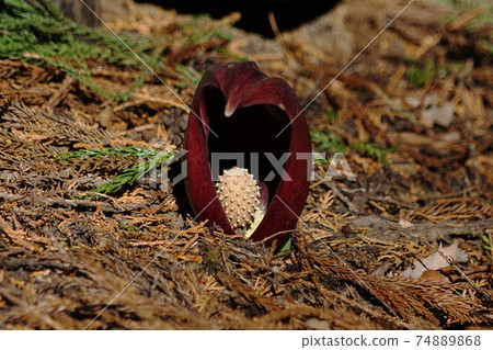 2月Koshu 55臭鼬白菜（Zazenso），天南星科，玉宮Zazenso公園 74889868