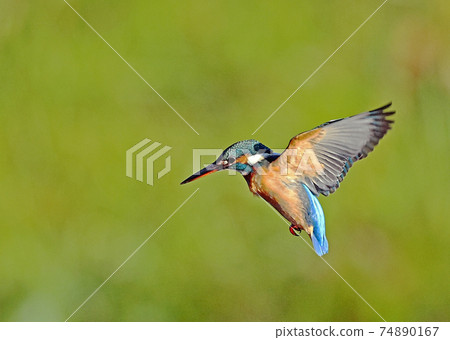 Kingfisher_20080101_6277 Kingfisher_20080101_6277 74890167