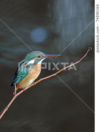 Kingfisher_20080101_6237. Kingfisher_20080101_6237. 74890168