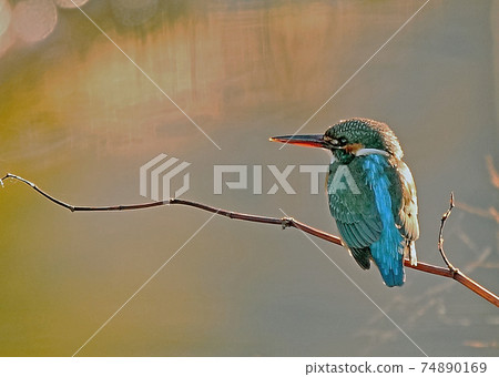 Kingfisher_20080101_6144 Kingfisher_20080101_6144 74890169