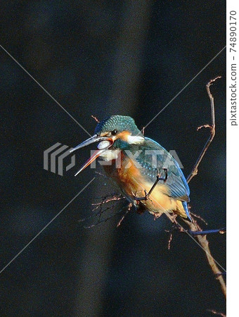 Kingfisher_20080101_6103 Kingfisher_20080101_6103 74890170