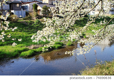 Cherry blossoms and water surface: A row of cherry blossom trees on the Kitasu and Imade rivers 74890636