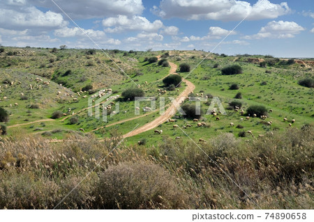 Flock of sheep grazing in the hills Flock of sheep grazing in the hills 74890658