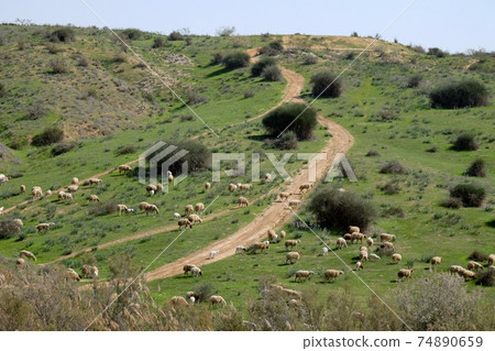 Flock of sheep grazing in the hills 74890659