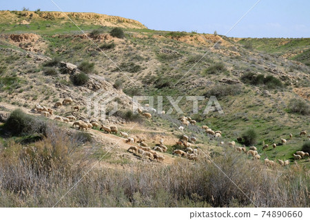 Flock of sheep grazing in the hills 74890660