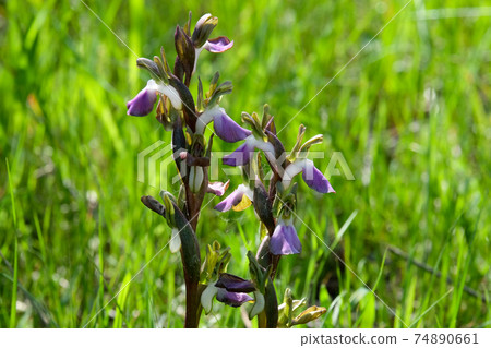 Spring flowering of wild orchids (Latin -Orchis collina Banks) 74890661