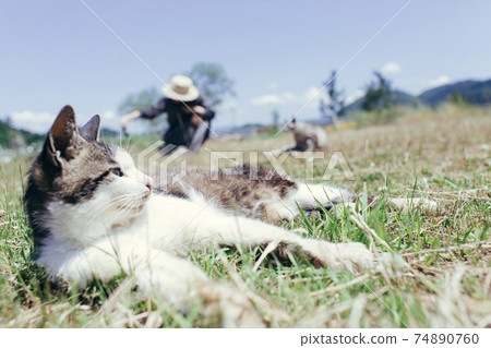 A cat lying up on the meadow and a woman stroking a cat A cat lying up on the meadow and a woman stroking a cat 74890760