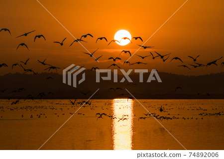 宮城春泉的晨鳥從晨曦中飛行 74892006