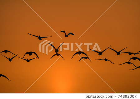 Morning flight of migratory birds from Miyagi Izunuma in the morning glow 74892007