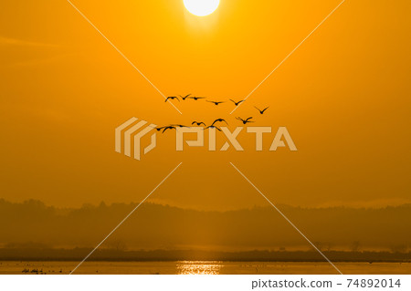 宮城春泉的晨鳥從晨曦中飛行 74892014