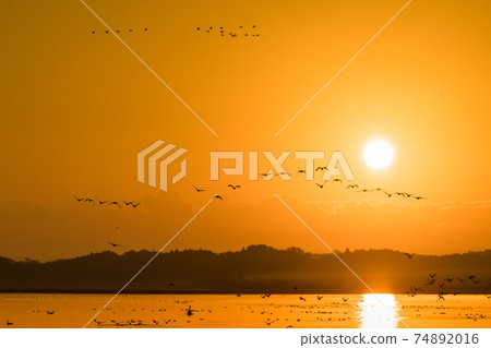 Morning flight of migratory birds from Miyagi Izunuma in the morning glow Morning flight of migratory birds from Miyagi Izunuma in the morning glow 74892016