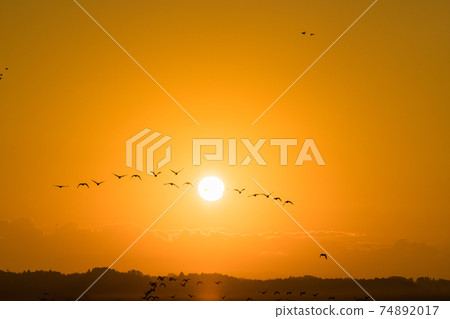 宮城春泉的晨鳥從晨曦中飛行 74892017