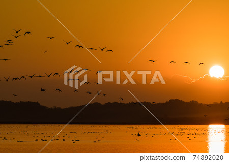 宮城春泉的晨鳥從晨曦中飛行 74892020