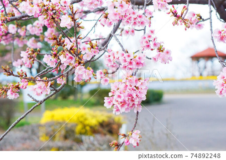 櫻花 74892248