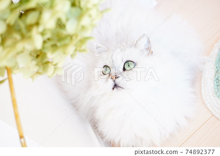 A cat looking up 74892377