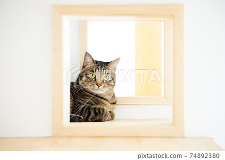 Cat window frame Cat window frame 74892380