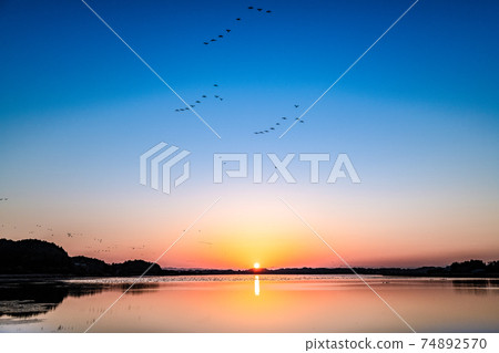 Morning flight of migratory birds from Miyagi Izunuma in the morning glow Morning flight of migratory birds from Miyagi Izunuma in the morning glow 74892570